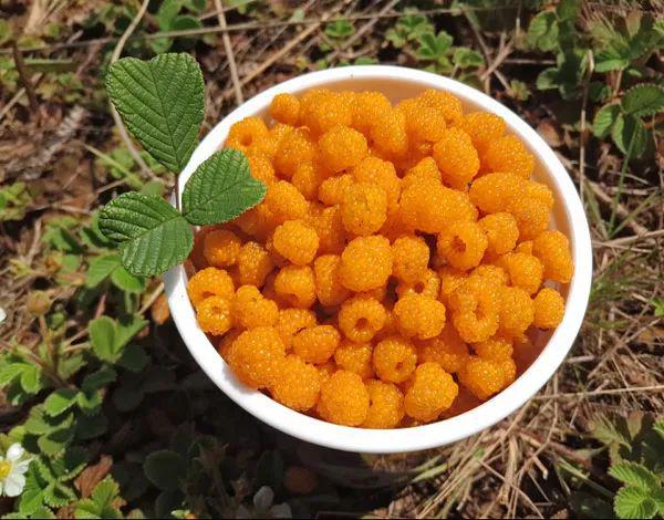 普洱黄泡果熟了走摘黄泡果干克