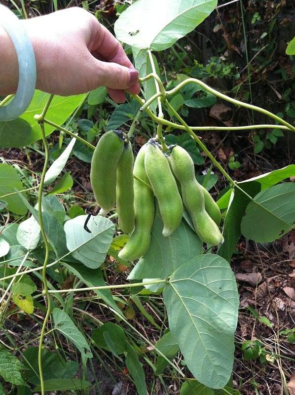 狗爪豆,又名龙爪黎豆《浙江天目山药植志》:"性温,味甘微苦,有小毒.
