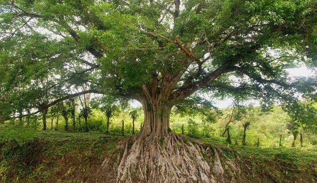 都说人怕伤心树怕伤根为啥果树的根系还可以修剪有啥用