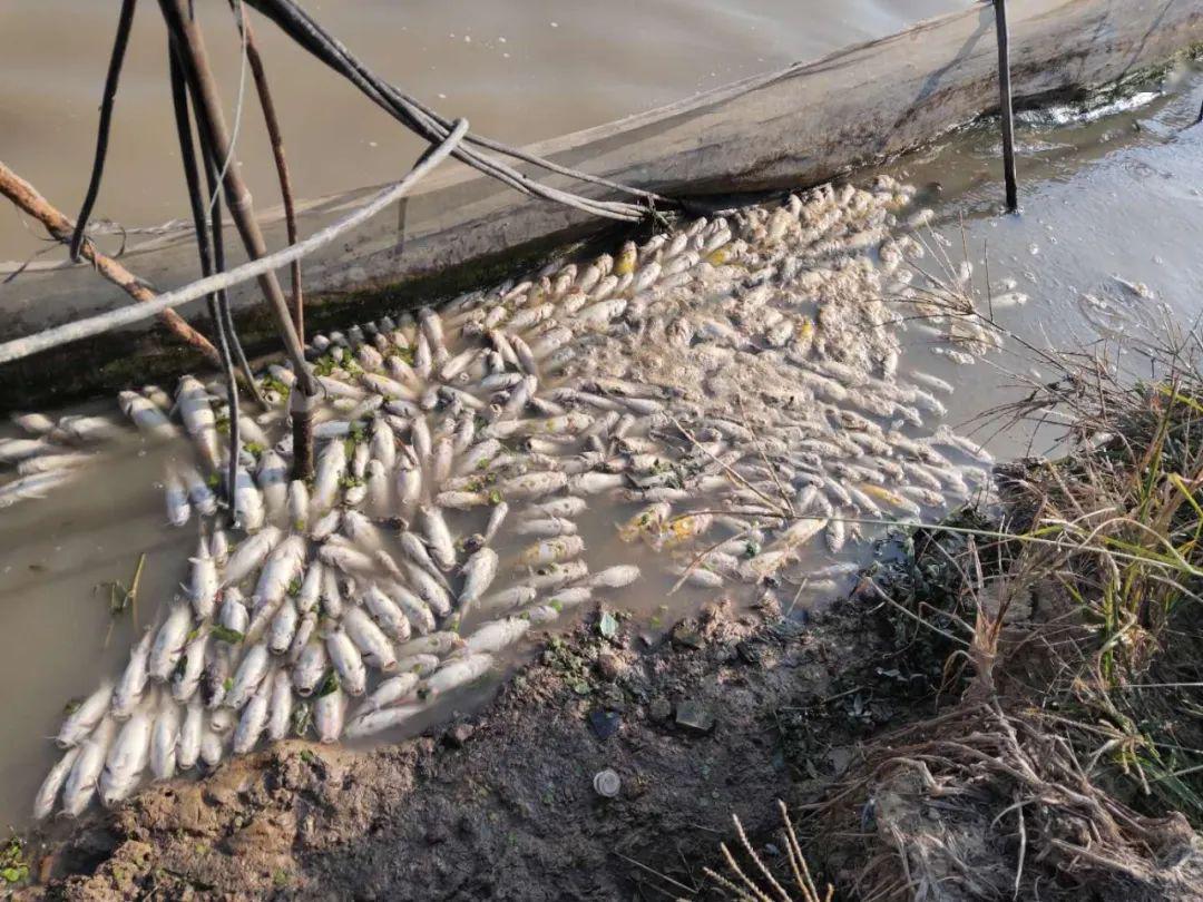 黄颡鱼爆发性死亡好惨专家这样说