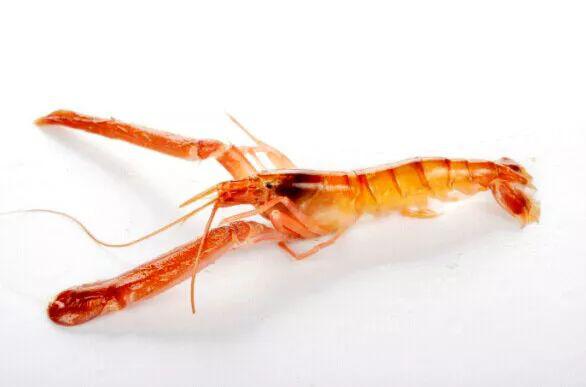 甲虾有一种非常特殊的技能,猎食时会将它的大鳌快速合上,喷射出一道