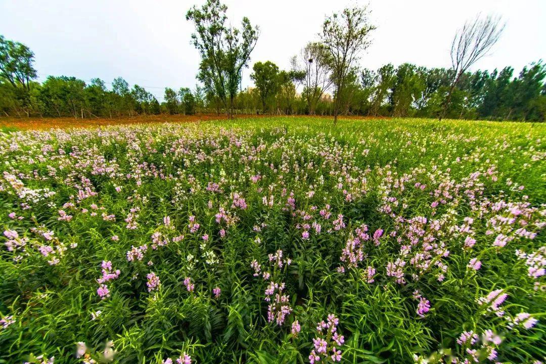 附近的花海景点免费图片