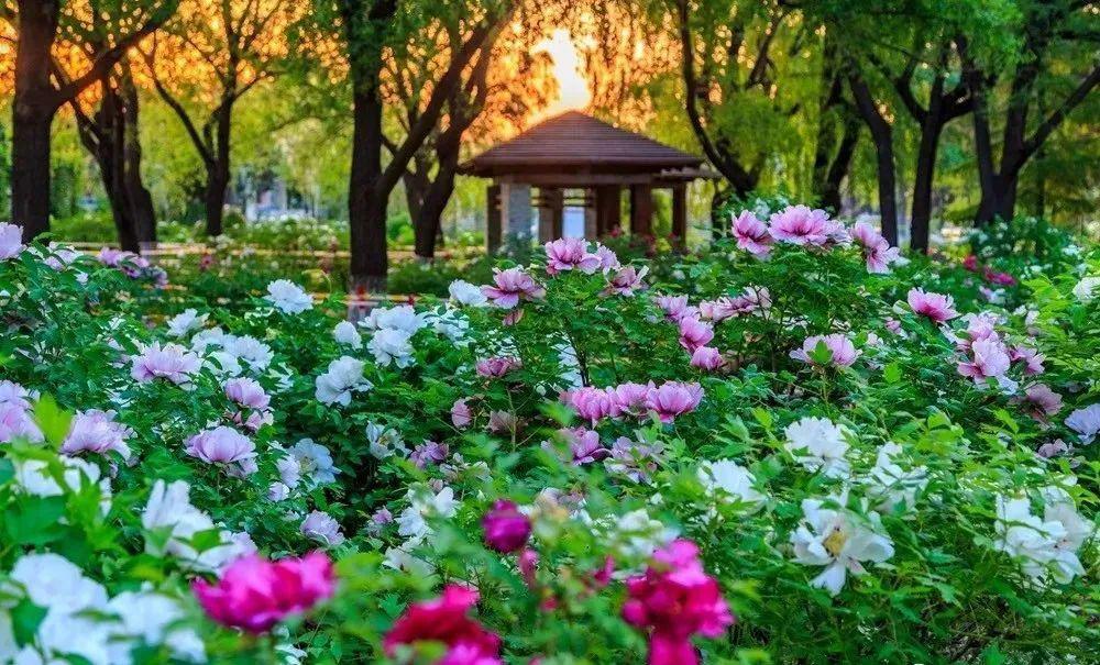 杏雨梨云!长春赏花地点大全来啦