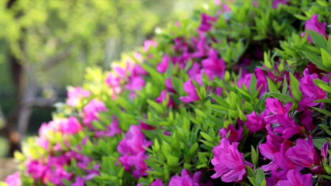 【记者带您看"花海"】嘉兴市花 十万多株开进大街小巷