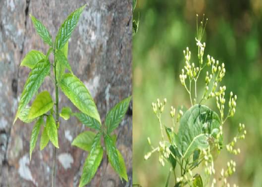 秋风丝一,春季野菜篇你吃过几种呢?