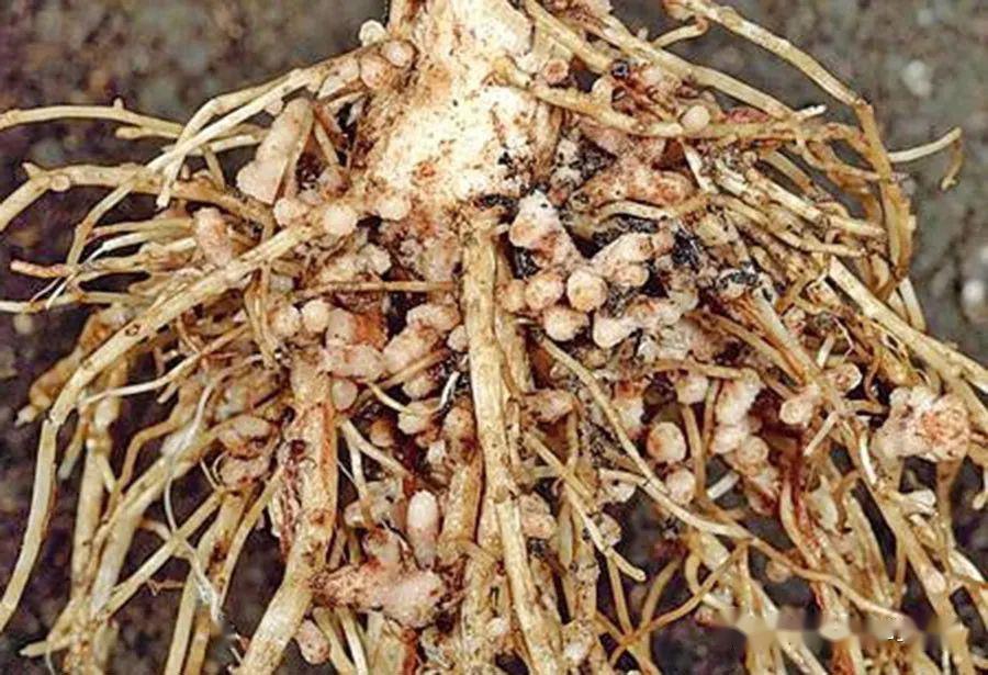利用与豆类植物共生的根瘤菌吸收大气中的氮气分子,转变成氨及铵离子