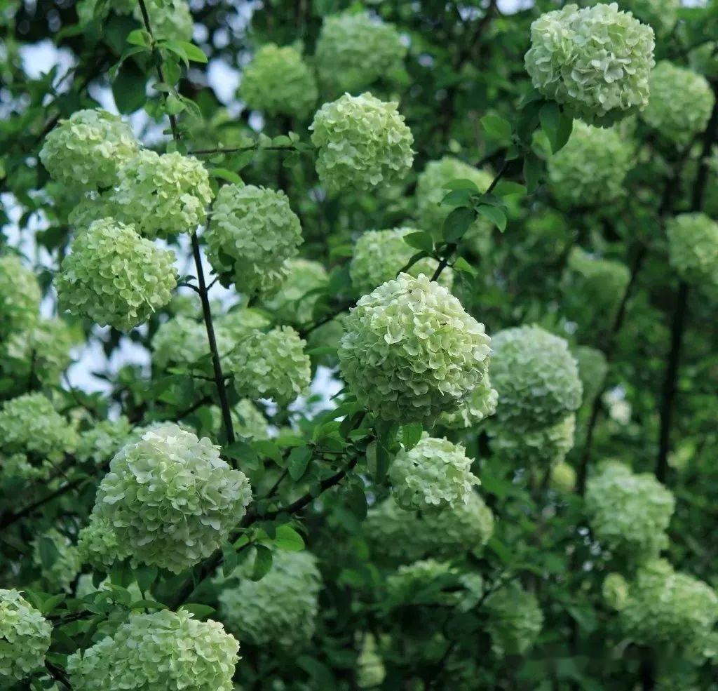 繡球花,在古代的名稱是