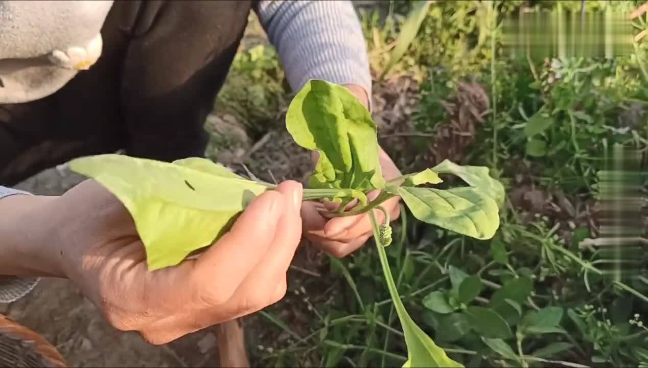 农村路边的车前草被称为尿路清洁工一起了解下吧