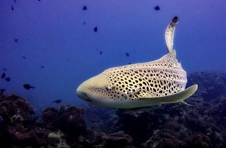 【神奇生物在哪里】"时尚"大佬们的生活!