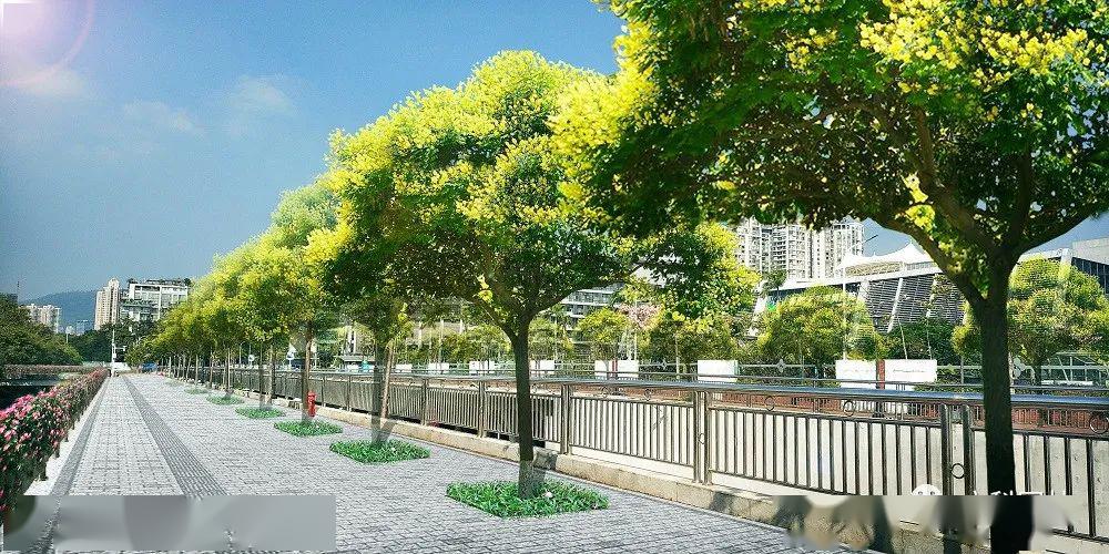 让城市焕发新颜深圳南山区市政道路行道树补植工程设计