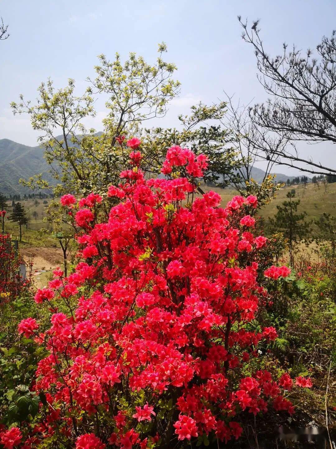 杜鵑花(國旗紅)我前年5月在網上買的杜鵑花,枝葉逐漸增多,但越長越好