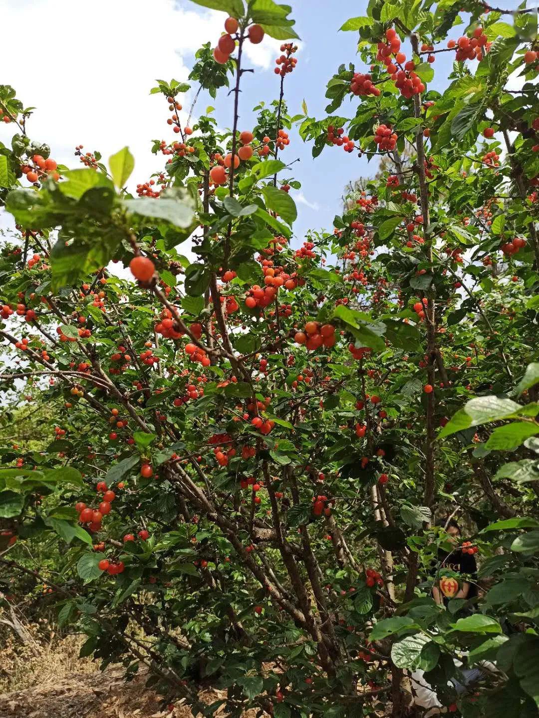 紫溪山樱桃园图片