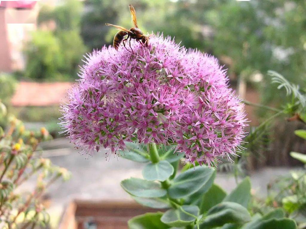 民间蝎子草八宝景天在阳台上绽放超级美