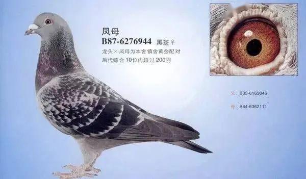 名鸽让胡本之名在岛内鸽界家喻户晓金奖鸽舍龙头凤母