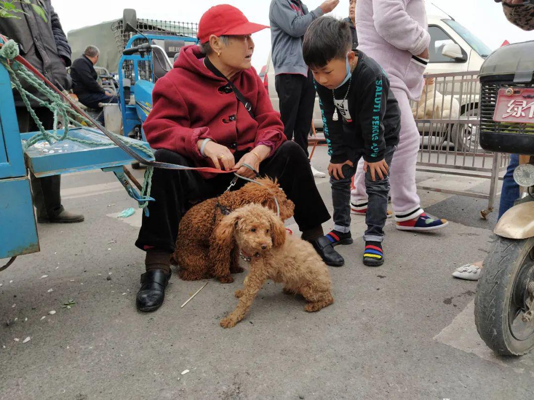 狗狗們多少會顯得有些單調所以,其他小動物也會來活躍氣氛母雞,小兔子