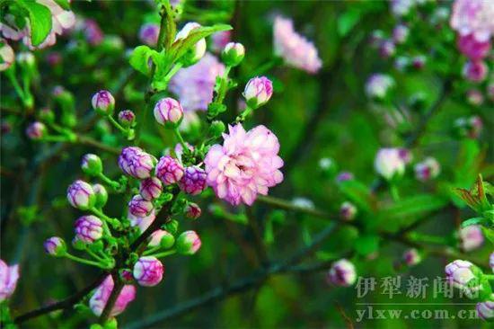 新疆識花小百科