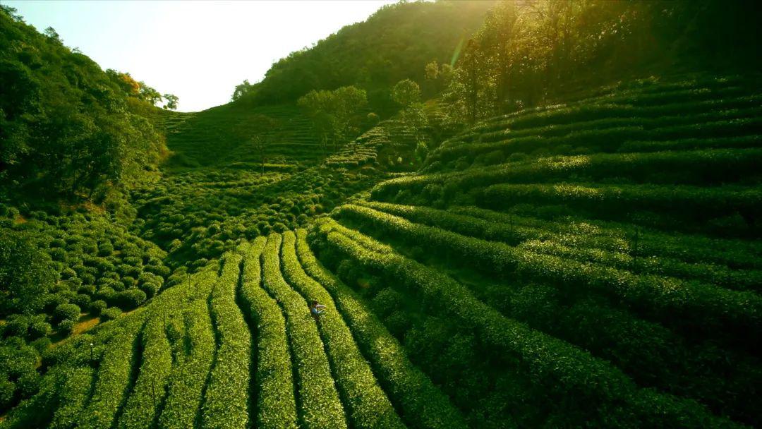 小罐茶 | 盧江梅:40餘年,成就這一杯好茶_獅峰