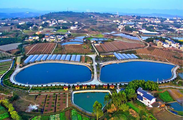 原创九龙坡西彭镇种出好风景赢来好钱景