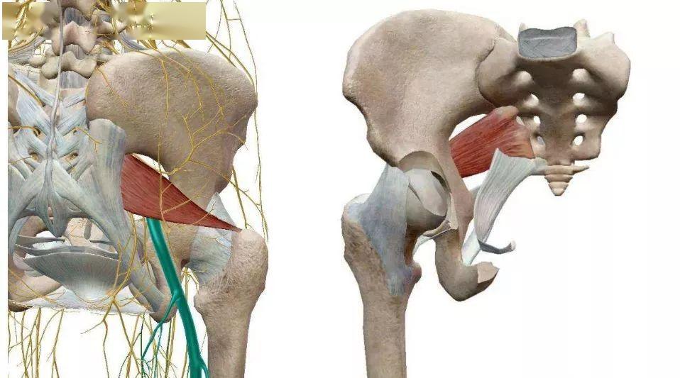 大多数坐骨神经痛都与这个肌肉有关系