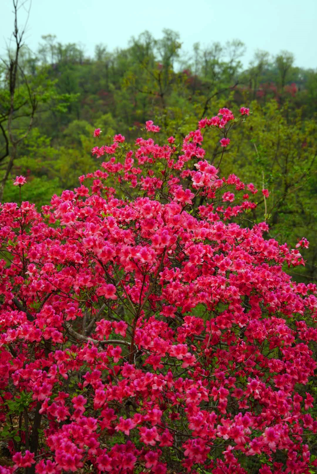 正是踏春赏花季,鲁山县四棵树杜鹃花漫山盛开,您不来看看?