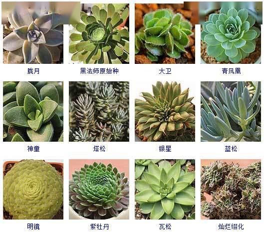 145种多肉植物品种名称及图鉴