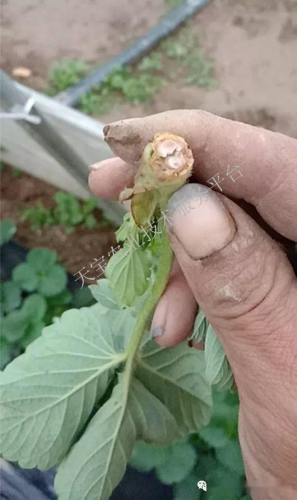 想要种好草莓最重要的是要和这四种癌症和平相处,完全治愈是不现