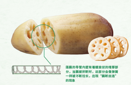 不单单是莲藕,所有的植物根系都喜欢氧气.