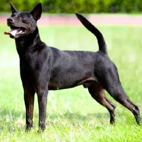 西藏獚犬我敢说几乎每个中国人看到这种犬,都会产生一种亲切感,牠们像