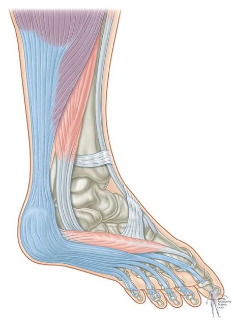 带你了解下肢的肌筋膜力量传递_研究