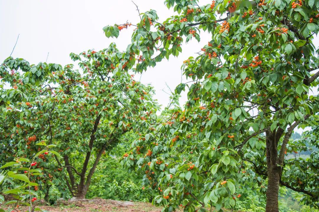 双东八佛樱桃谷就在芦德路边边上,距德阳市区只有半小时车程,公交101