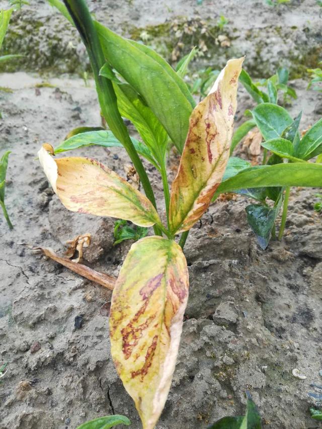 半夏常见病害叶斑病疫病茎块腐烂等的发病症状及防治方法