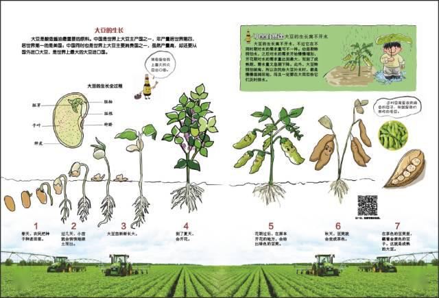 黄豆种子生长过程图图片