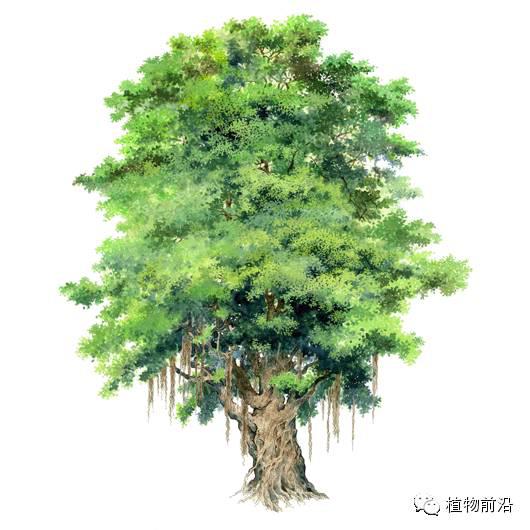 樟树立面图手绘图片