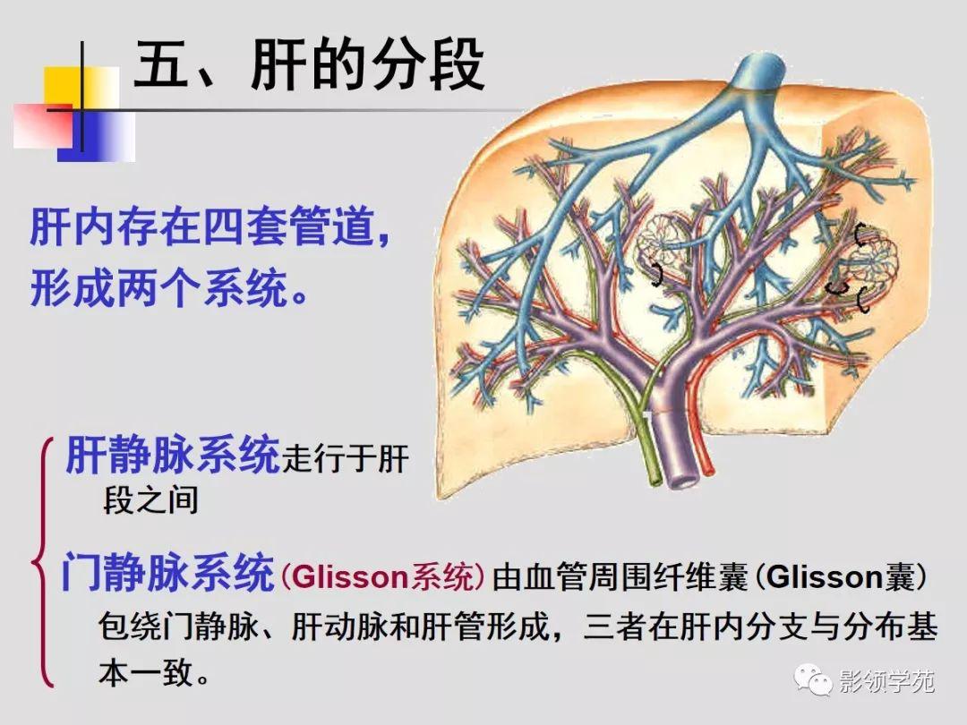 肝脏的血管解剖