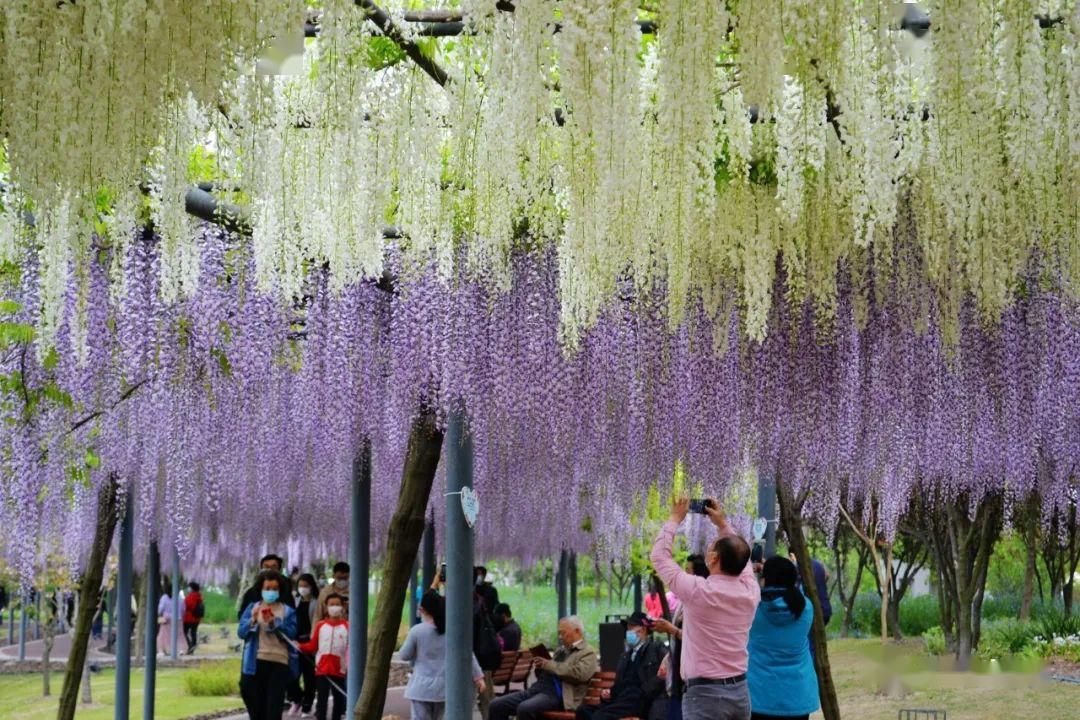 万紫千红总是春 | 2020_紫藤