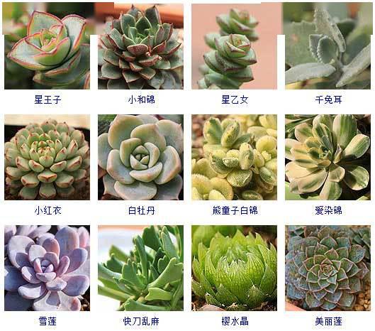 700种多肉植物图鉴(700种多肉植物图鉴图片)