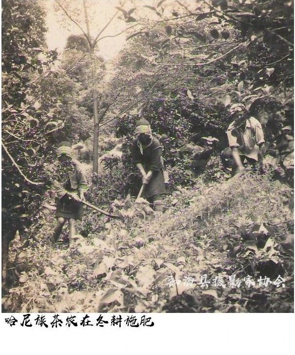 六十年前的勐海茶厂是如何做茶的?揭开一段普洱印级茶的光荣岁月