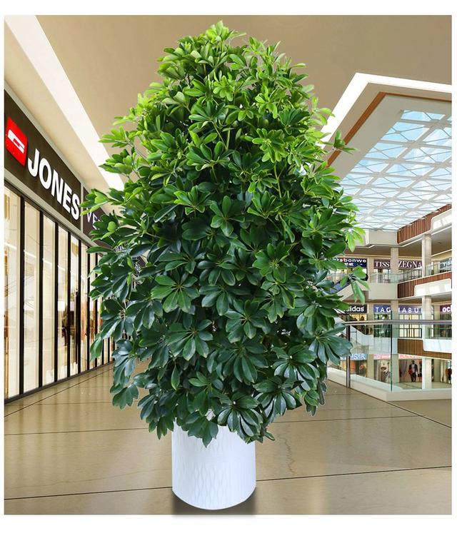 澳洲鸭脚木叶色翠绿叶形独特盆栽要如何管理呢