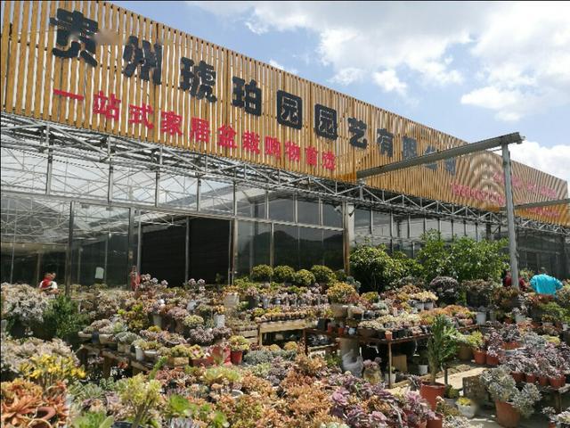 贵阳阿栗国际花卉市场图片