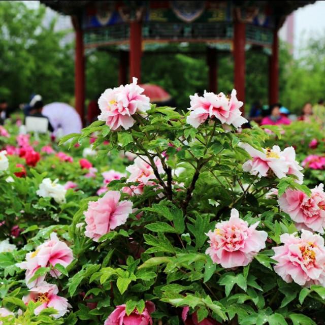 菏澤牡丹洛陽王城公園位於洛陽市區中心,是首屆(1983年)洛陽牡丹花會