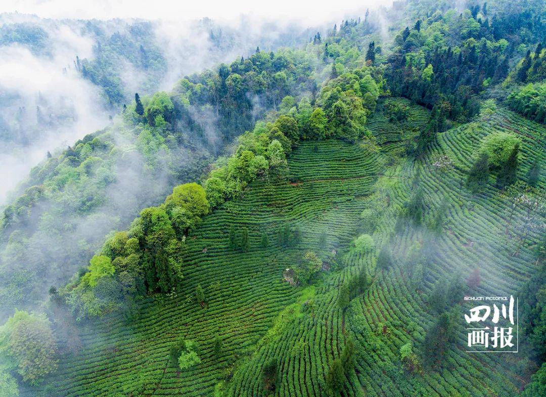 "宋代诗人陆游《煮茶诗》曰明太祖朱元璋曾御赐峨眉山茶园"峨眉山,多