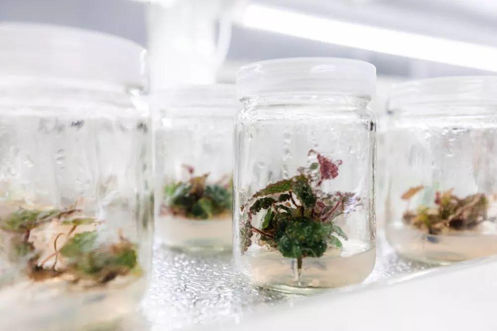 深圳市南亚热带植物多样性重点实验室开放课题接收申请