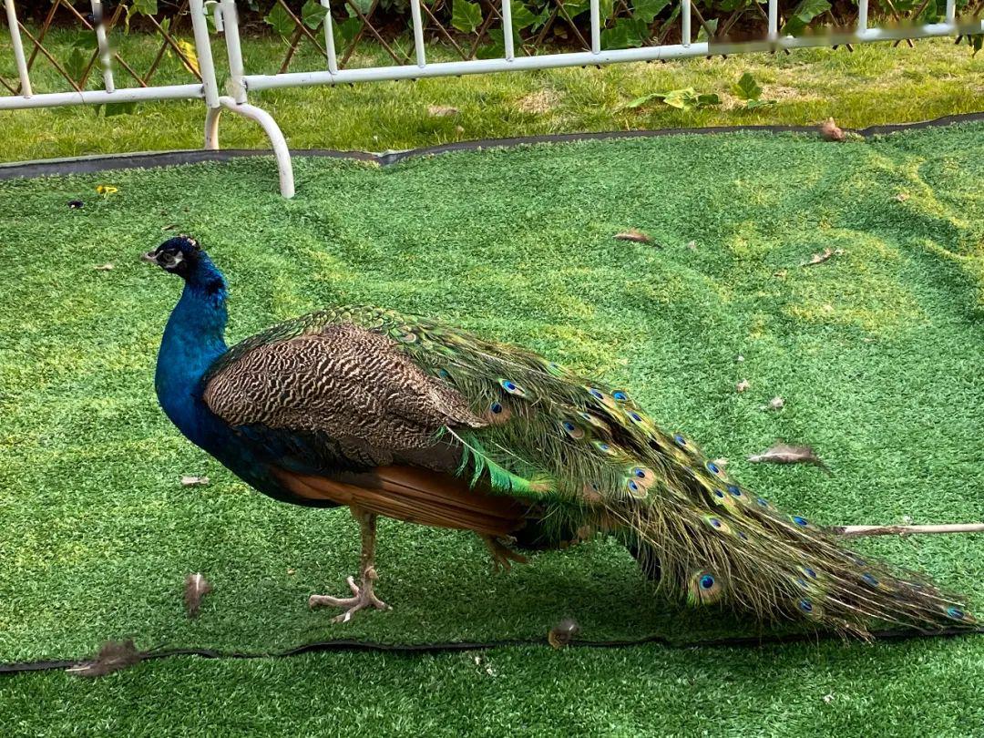 孔雀作为一种喜欢成双或小群居住的动物,偏爱在热带或亚热带的丛林中