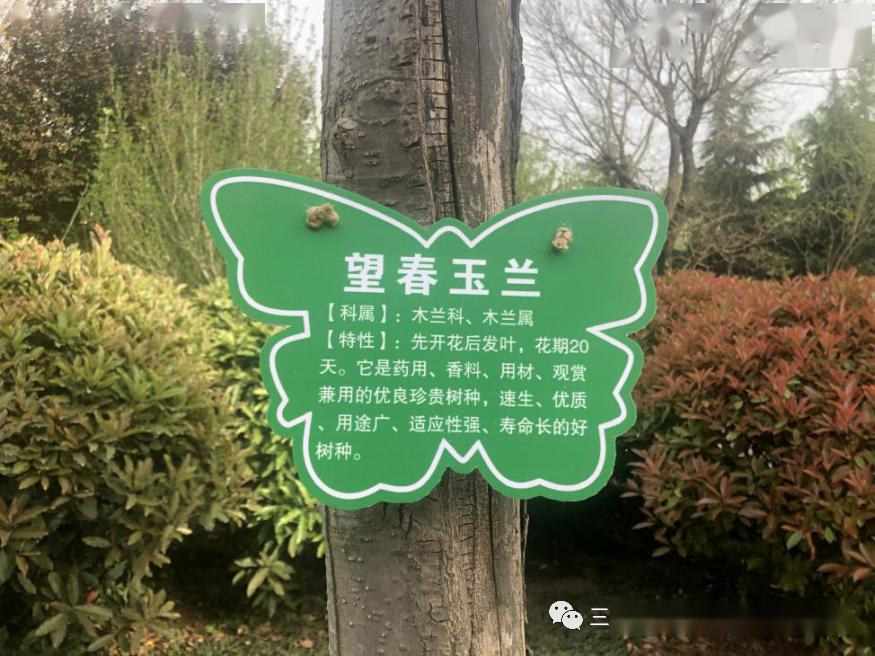 【动态】区城市管理综合执法局:苗木挂牌自我介绍 爱绿护绿从我做起