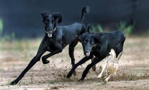 我國四種有獵兔高手之稱的細犬瀕臨滅絕令人痛心