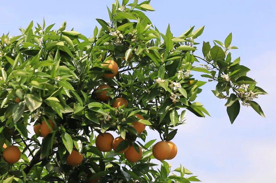天下奇观花果同树在江永