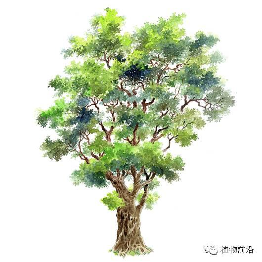 快来认树了101种带名字的手绘植物立面图