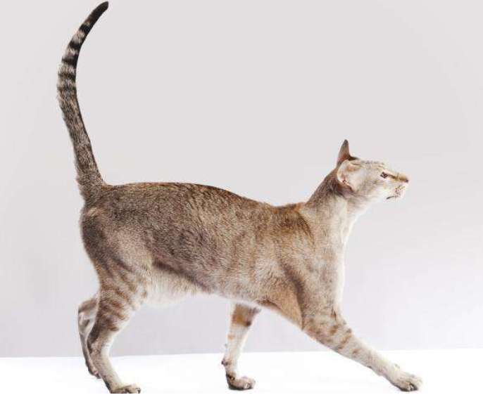 原创猜不透猫咪心情那是你不了解猫因为它早已用尾巴偷偷暗示你了