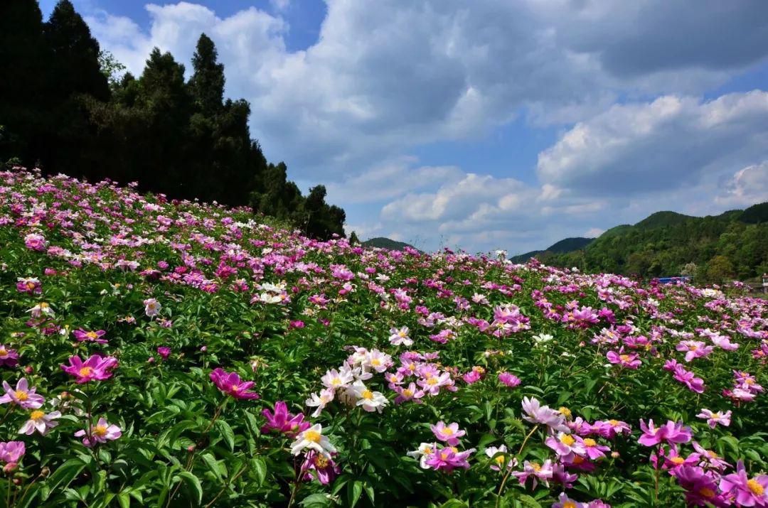 首推的当然是石垭子村的芍药谷,种植面积达1万余亩,不仅是4a风景区