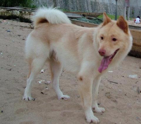 中华田园犬比宠物狗好的6大优点不要再嫌弃它们啦